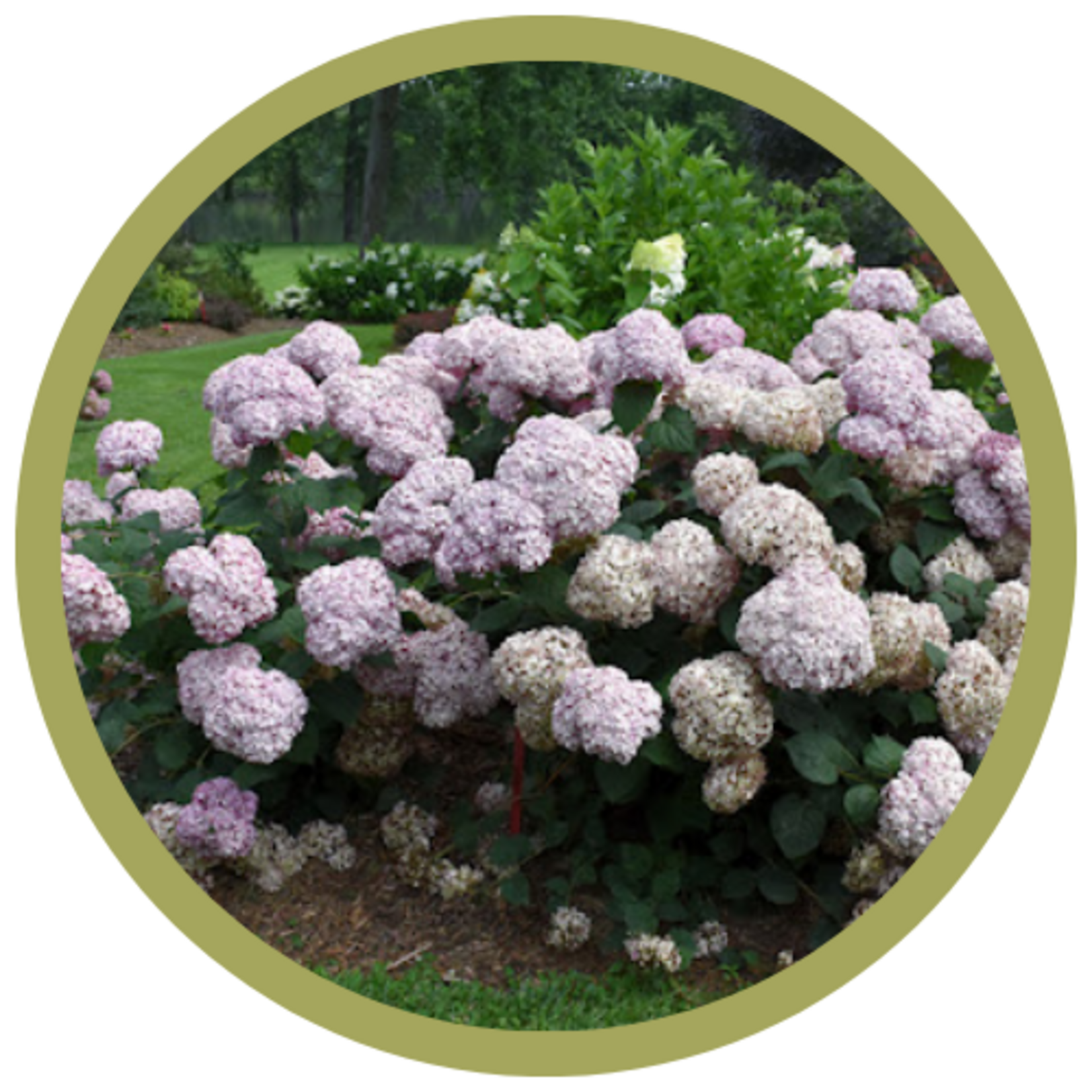 Hydrangea arborescens 'NCHA4' Incrediball Blush