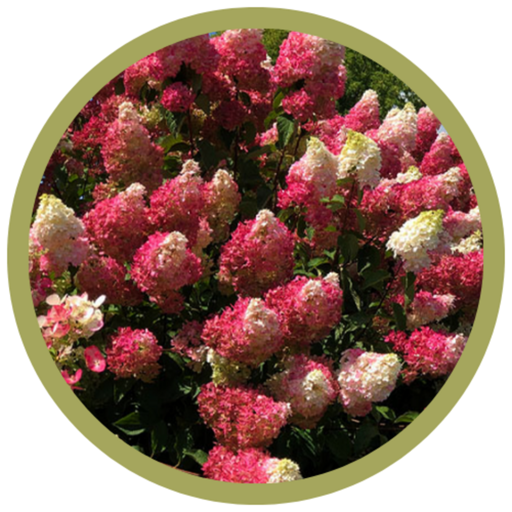 Hydrangea paniculata 'Berry White'