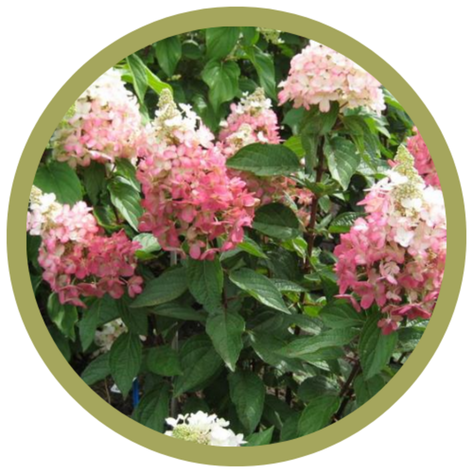 Hydrangea paniculata 'Flare'