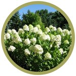 Hydrangea paniculata 'Limelight'