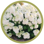 Hydrangea paniculata 'Little Hottie'