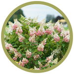 Hydrangea paniculata 'Pinky Winky'