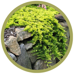 Juniperus horizontalis 'Mother Lode' Creeping Juniper