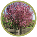 Malus 'DurLawrence' Courageous Flowering Crab