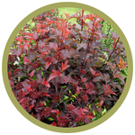 Physocarpus opulifolius 'Centre Glow' Ninebark