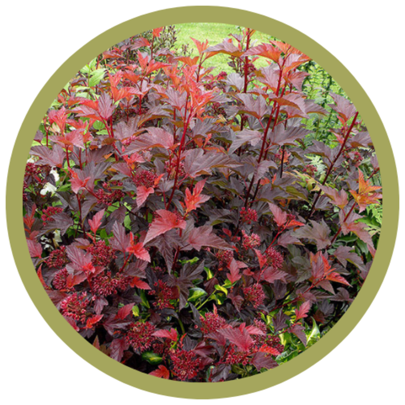 Physocarpus opulifolius 'Centre Glow' Ninebark
