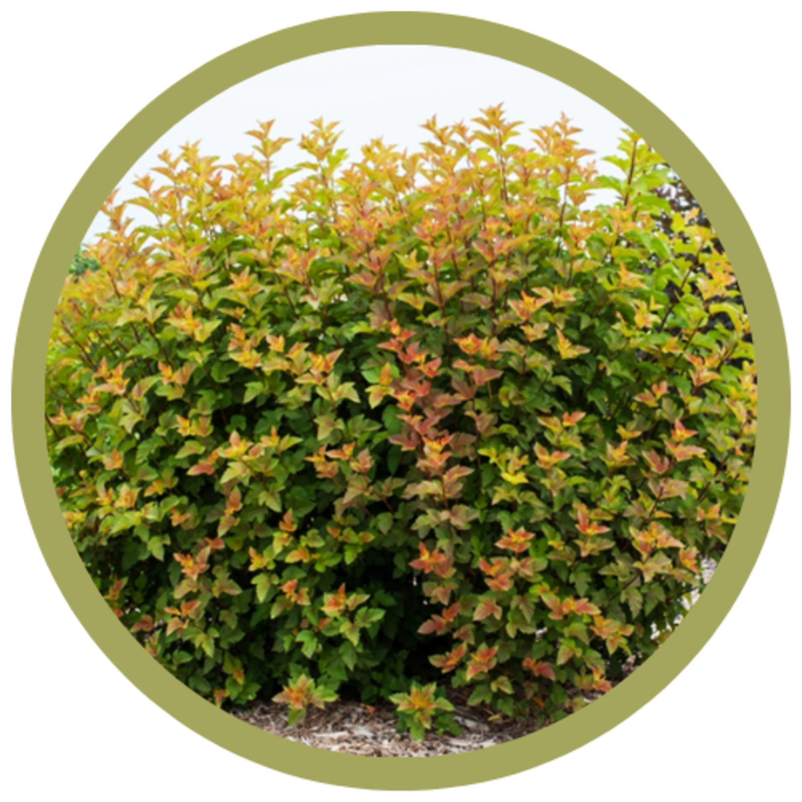 Physocarpus opulifolius 'Jefam' Amber Jubilee® Ninebark