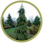 Picea glauca 'Pendula' Weeping White Spruce