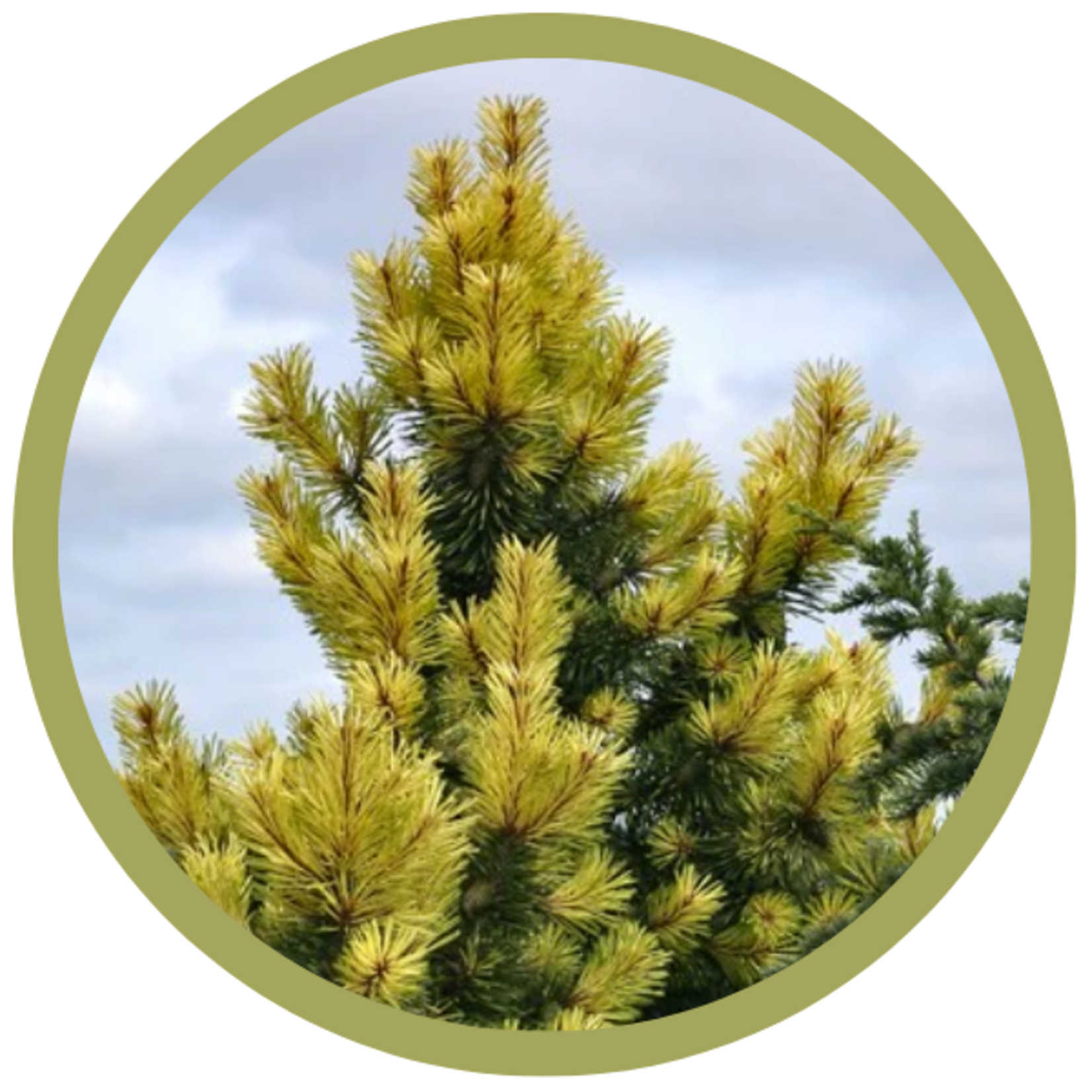 Pinus contorta 'Taylor's Sunburst' Lodgepole Pine