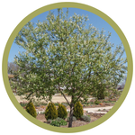 Prunus virginiana Common Chokecherry