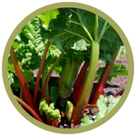 Rheum rhubarbarum 'German Wine' Rhubarb