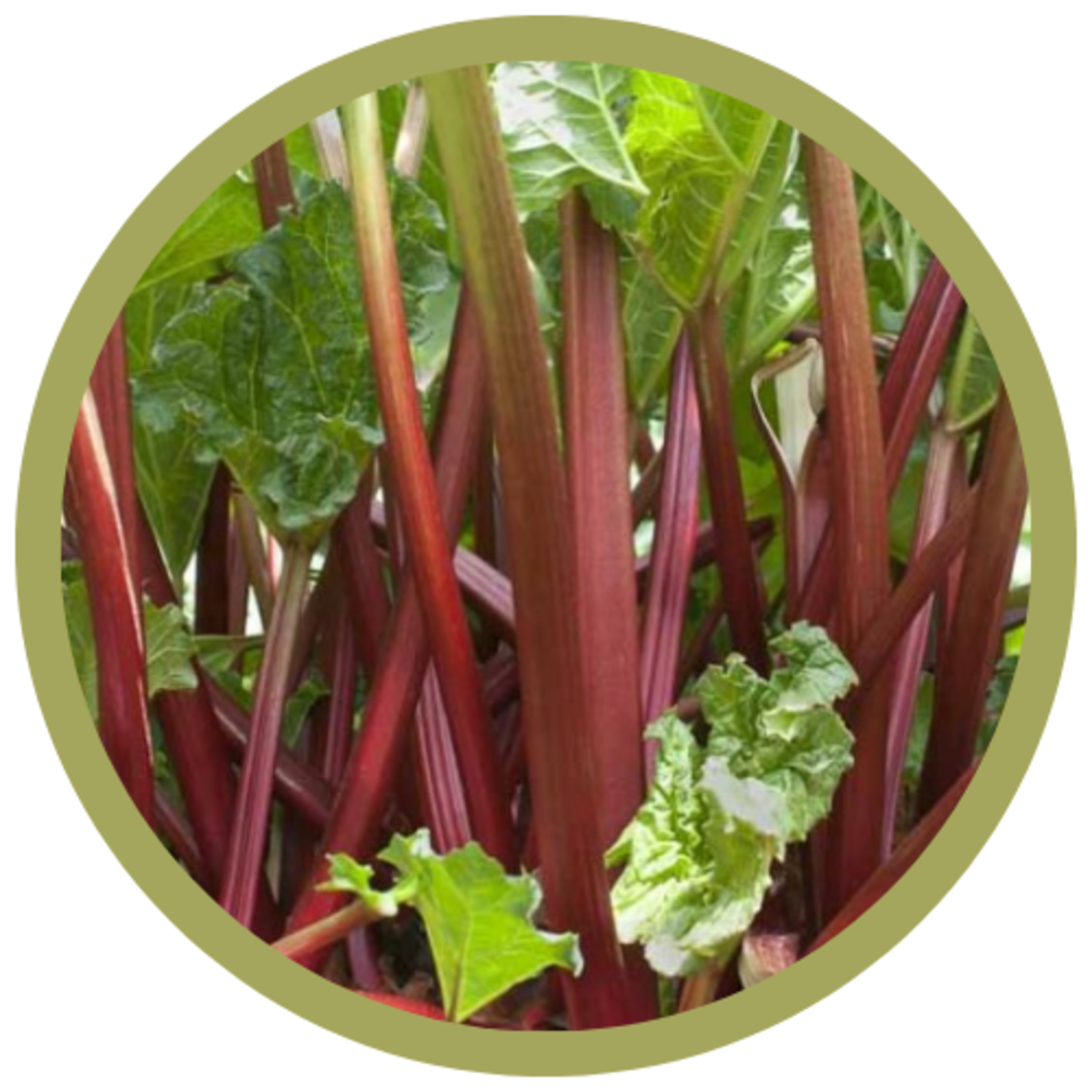 Rheum x 'Canada Red' Rhubarb