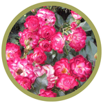 Rosa 'CNLA 362' Never Alone Rose [Pi/Wh]
