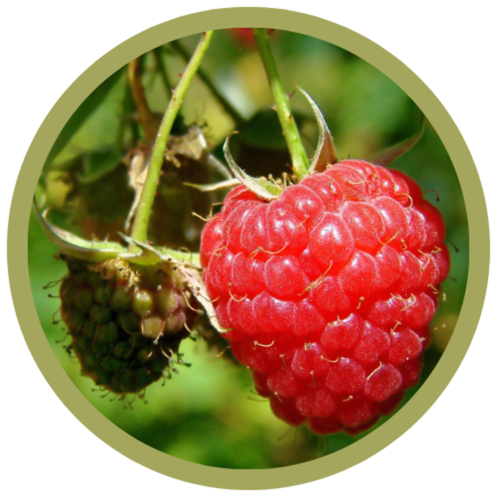 Rubus idaeus 'Double Delight' Raspberry