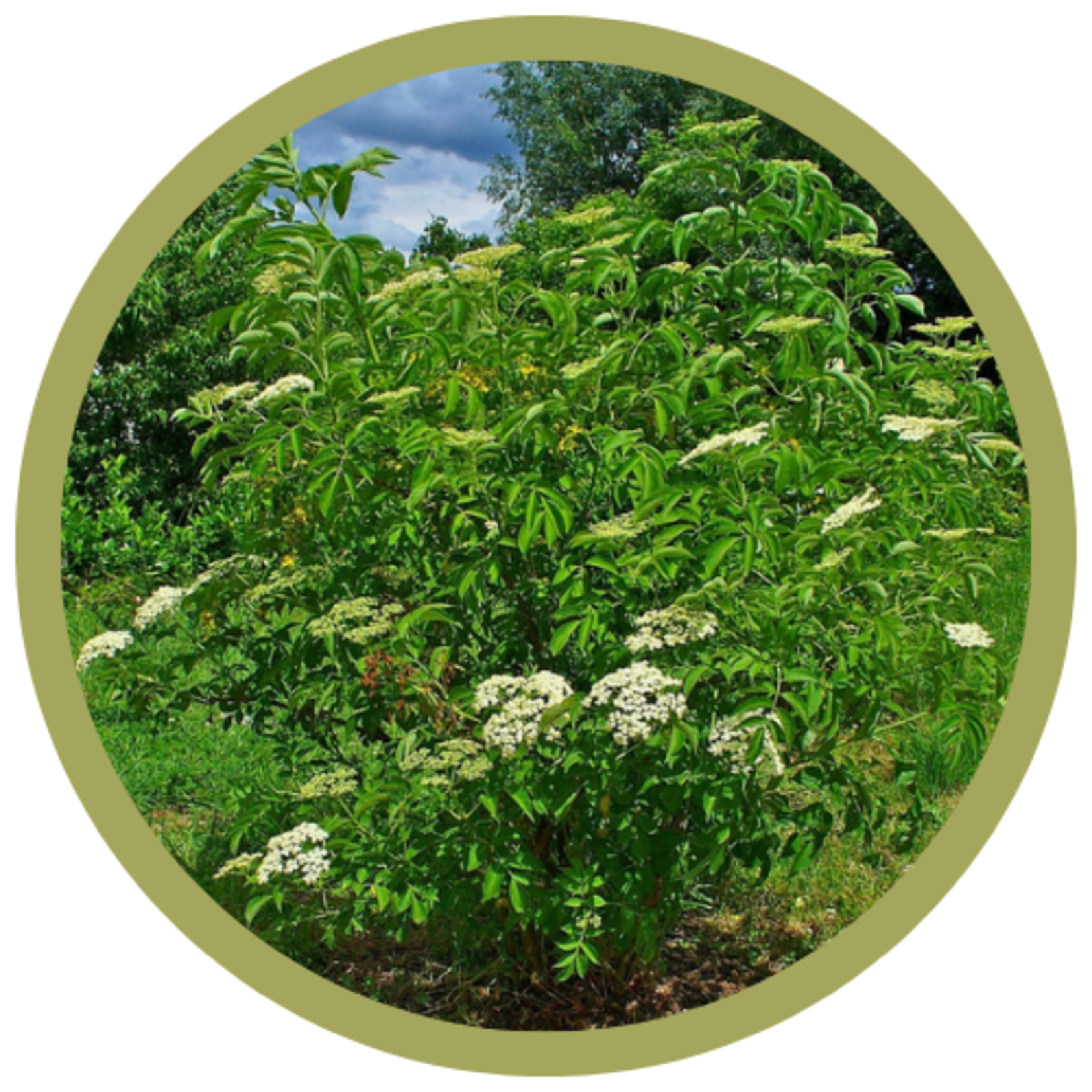 Sambucus canadensis American Elderberry