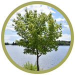 Acer negundo Manitoba Maple