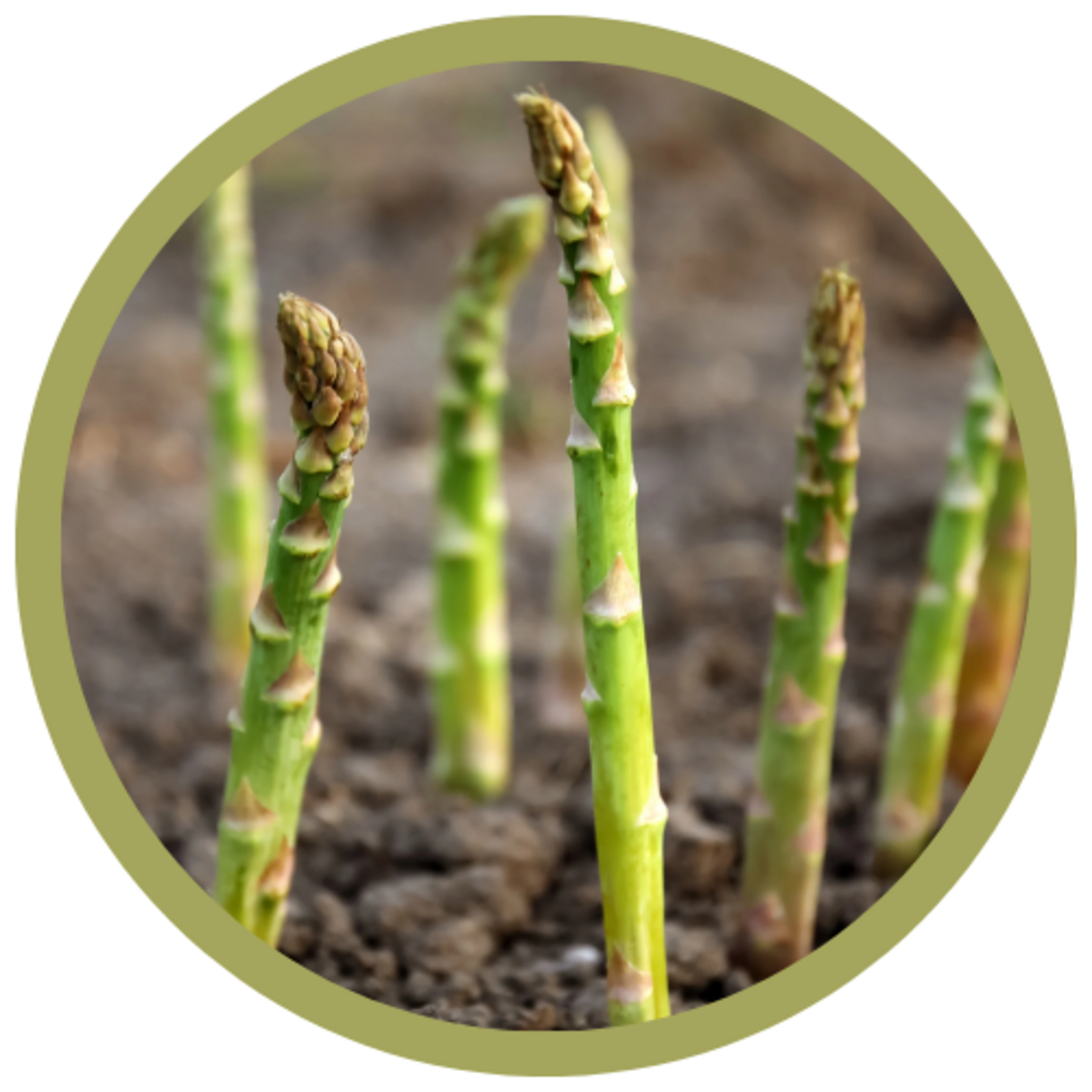 Asparagus officinalis 'Millennium'