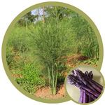 Asparagus officinalis 'Sweet Purple'