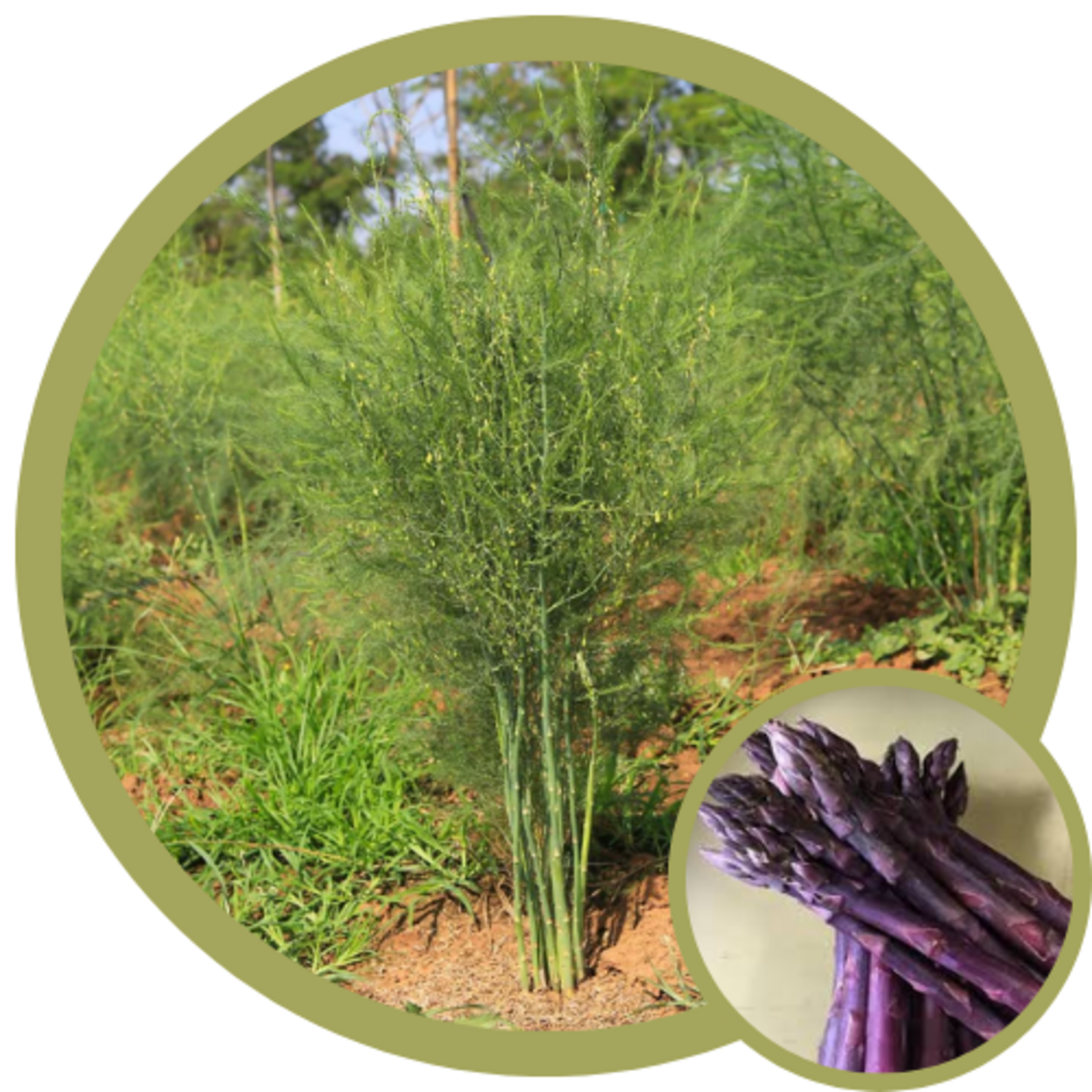 Asparagus officinalis 'Sweet Purple'
