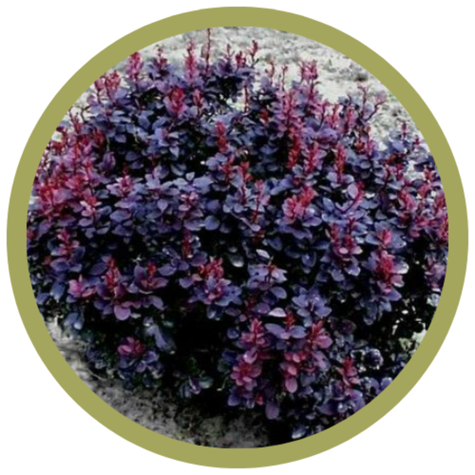 Berberis thunbergii 'Concorde' Barberry