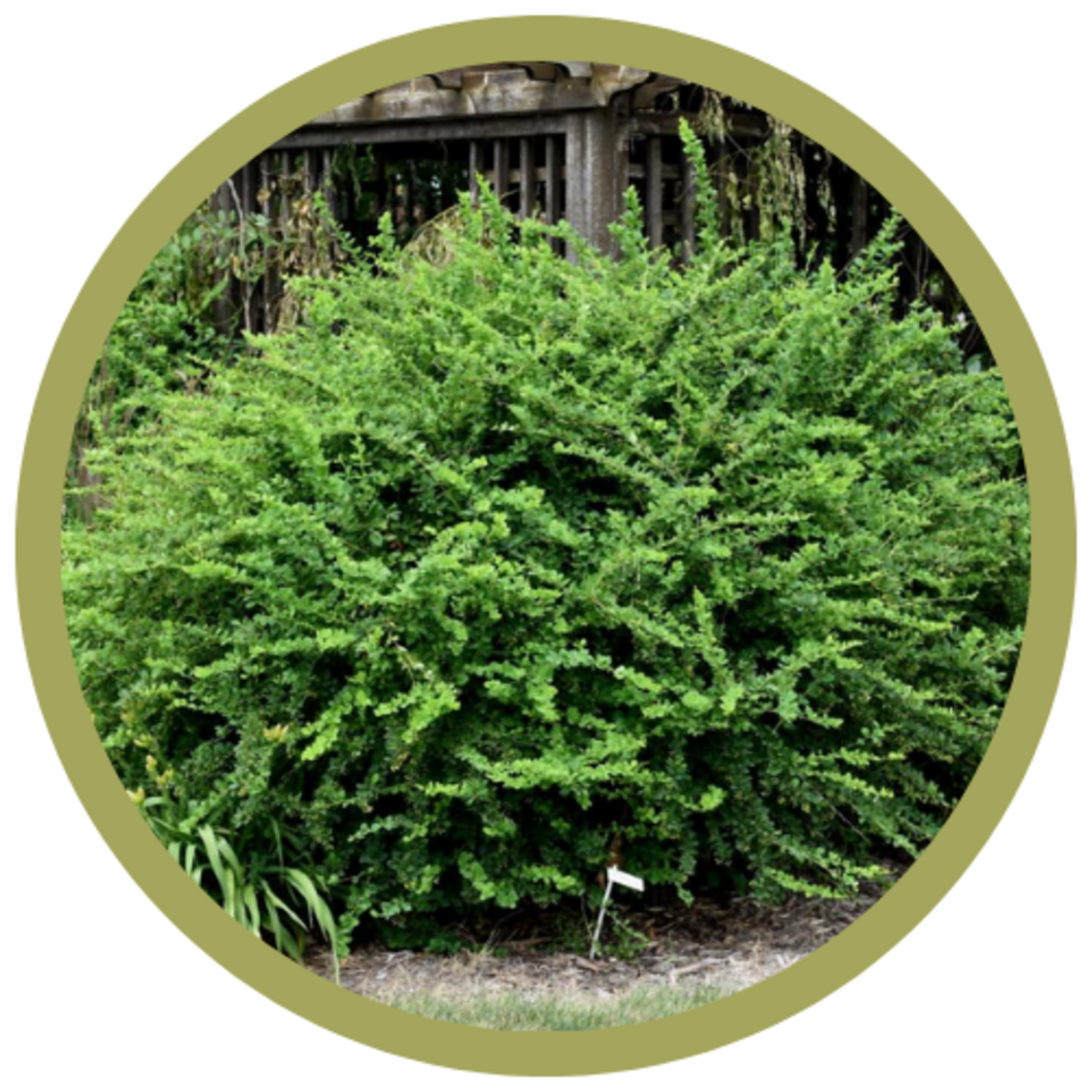 Berberis thunbergii 'Emerald Carousel' Barberry