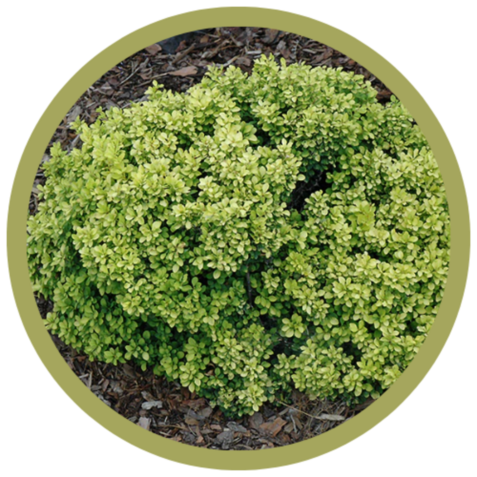 Berberis thunbergii 'Golden Nugget' Barberry