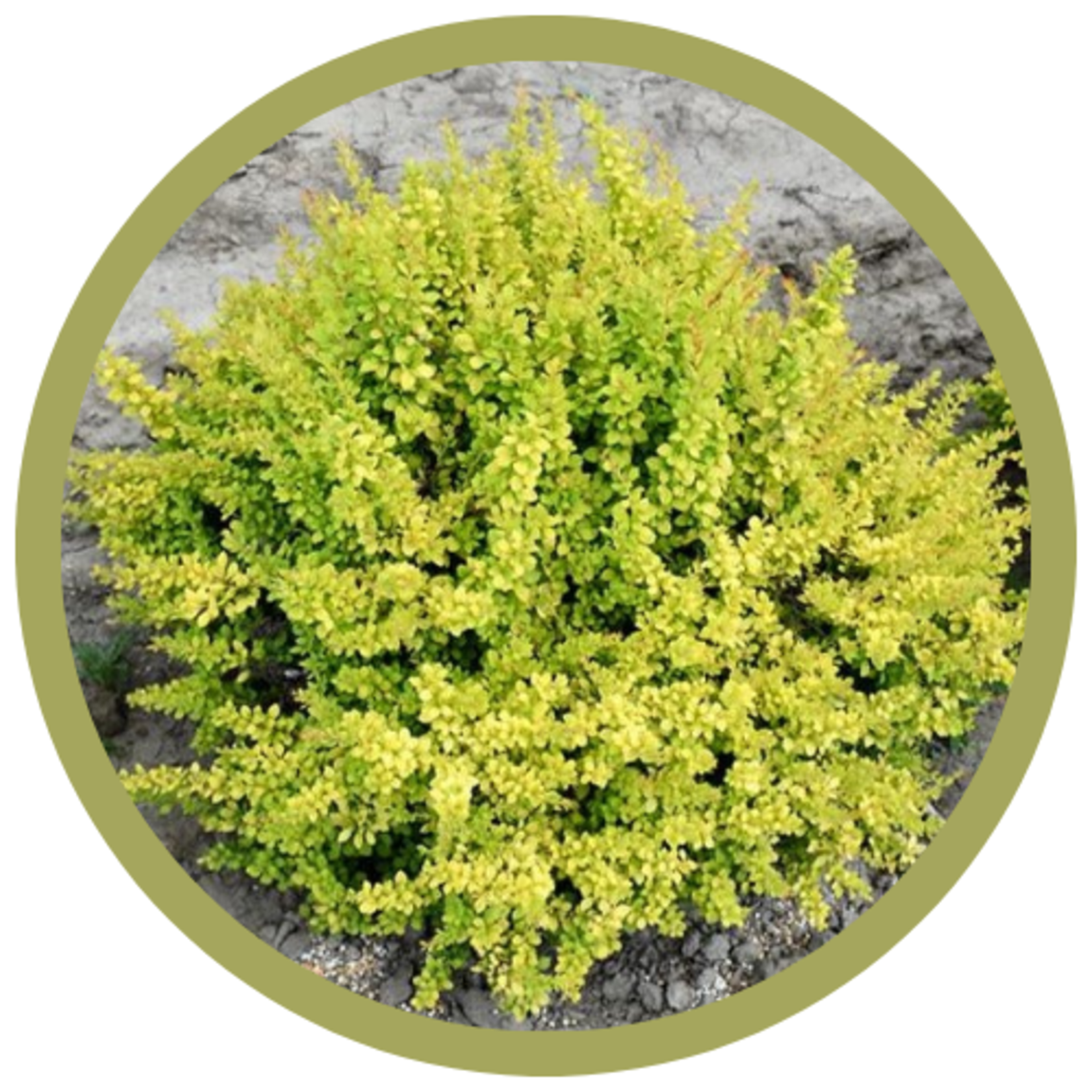 Berberis thunbergii 'Monry' Sunsation Barberry