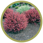 Berberis thunbergii 'Rose Glow' Barberry