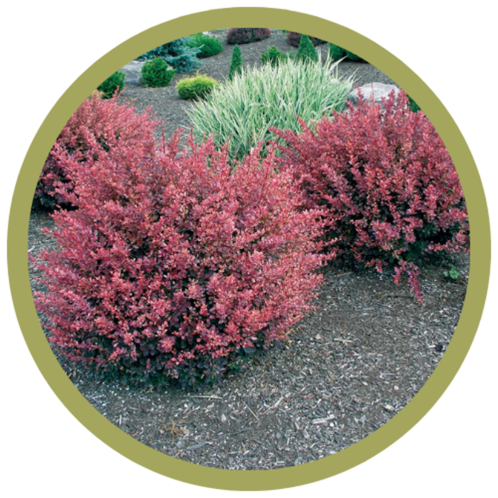 Berberis thunbergii 'Rose Glow' Barberry