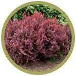 Berberis thunbergii 'Ruby Carousel' Barberry