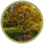 Betula costata 'CinnDak' Cinnamon Curl Birch