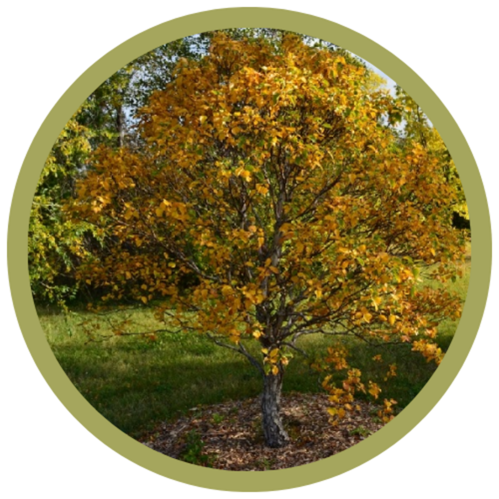 Betula costata 'CinnDak' Cinnamon Curl Birch