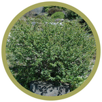 Betula nana 'Dwarf Arctic' Birch