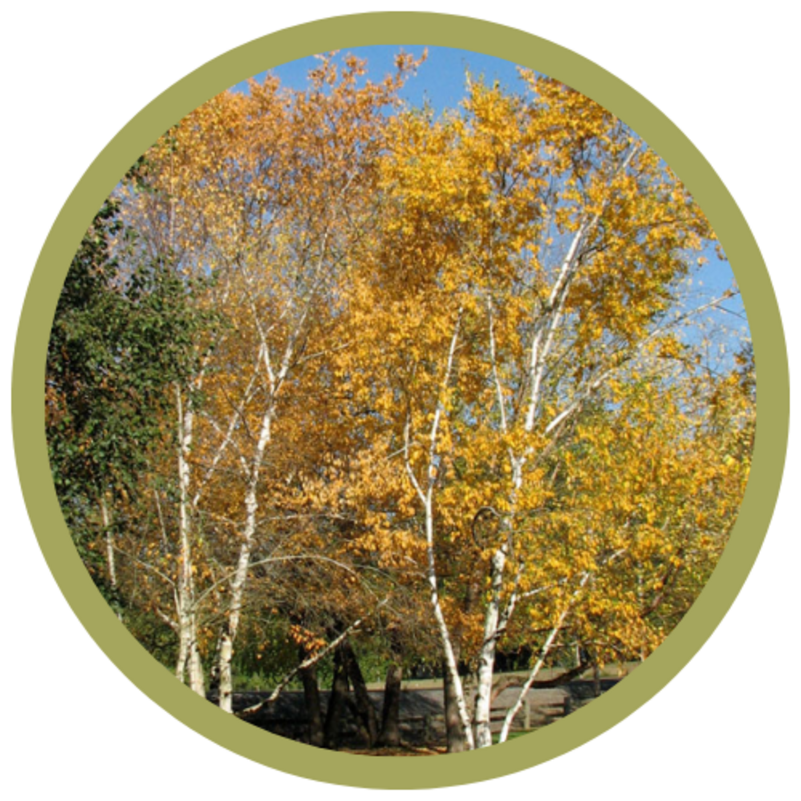 Betula papyrifera 'Clump' Paper Birch