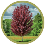 Betula pendula 'Crimson Frost' Birch