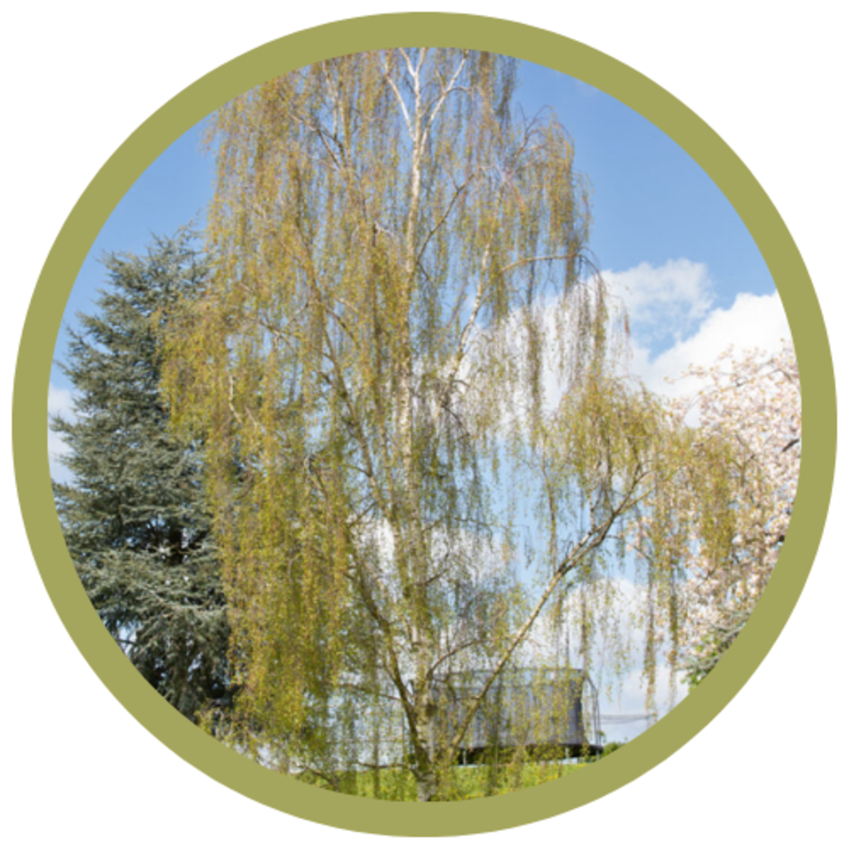 Betula pendula 'Dalecarlica' Weeping Cutleaf Birch