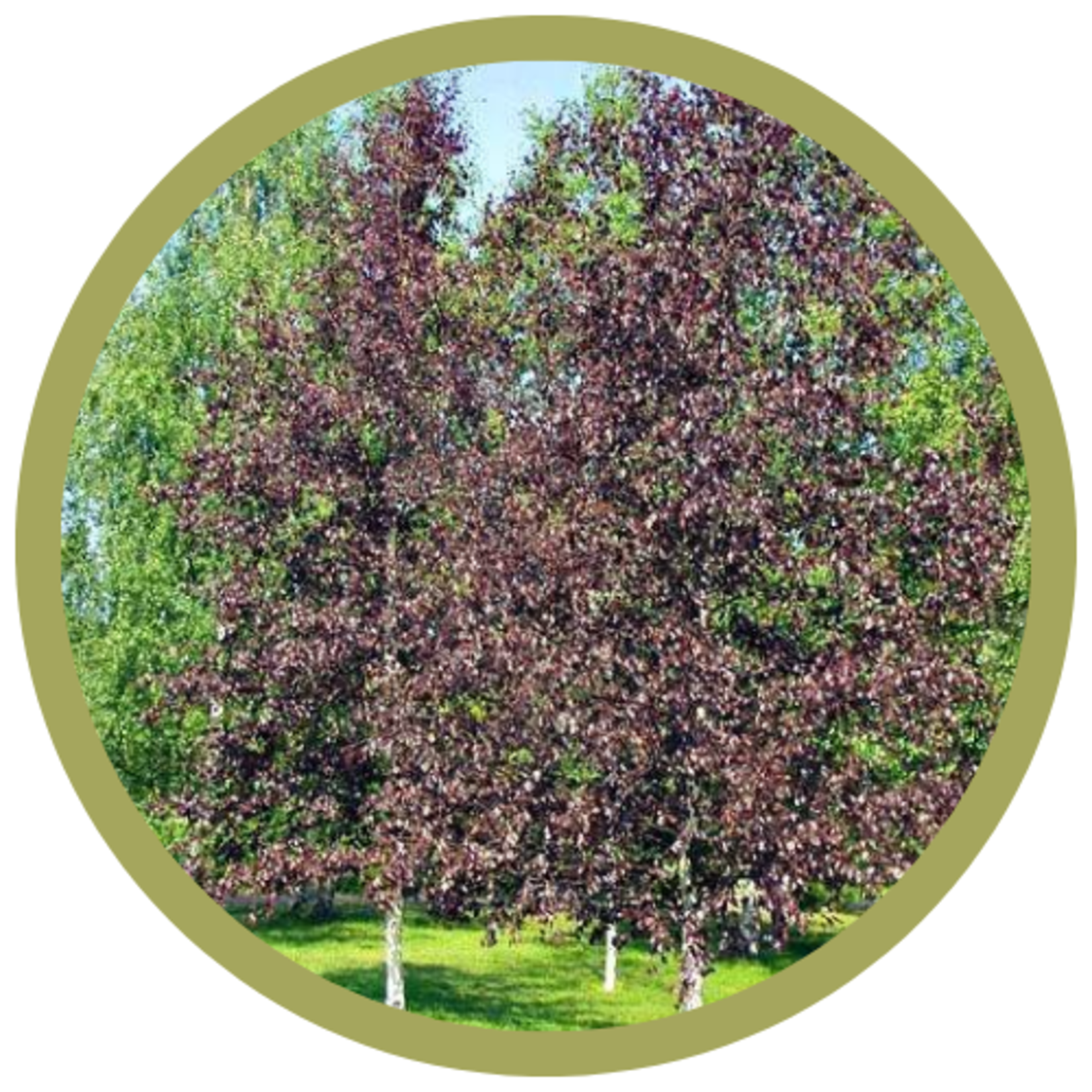 Betula pendula 'Royal Frost' Birch