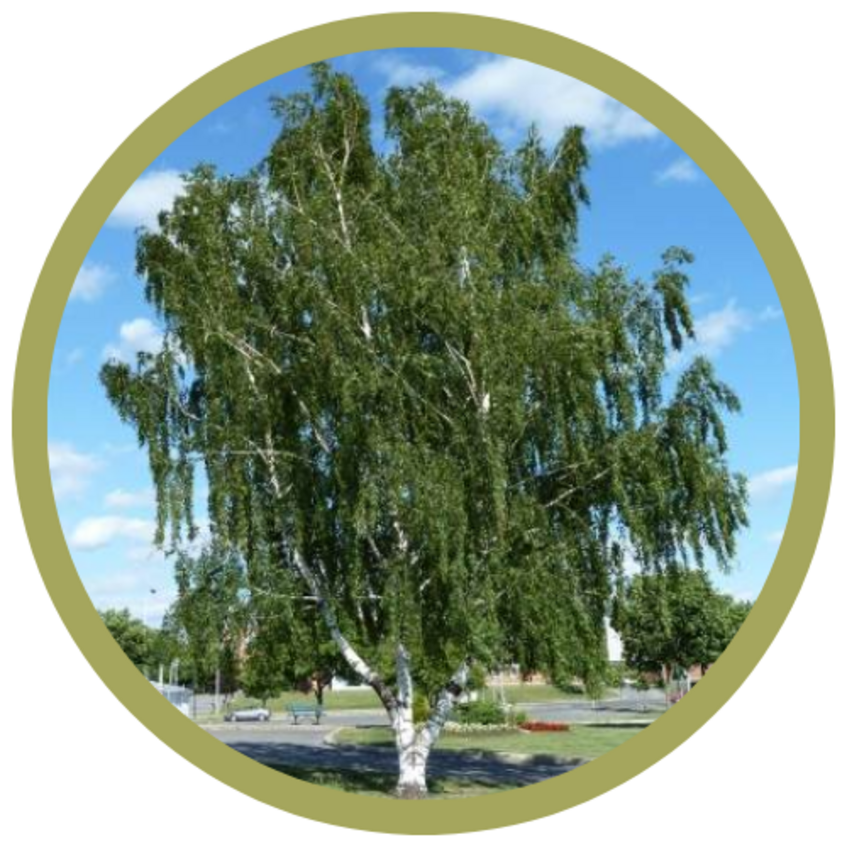 Betula pendula Weeping Cutleaf Birch