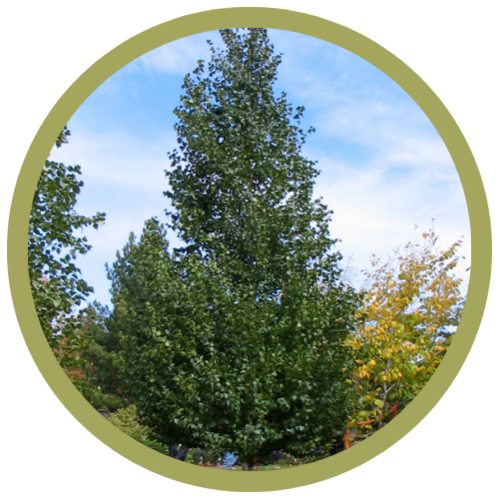 Betula platyphylla 'Fargo' Dakota Pinnacle Birch