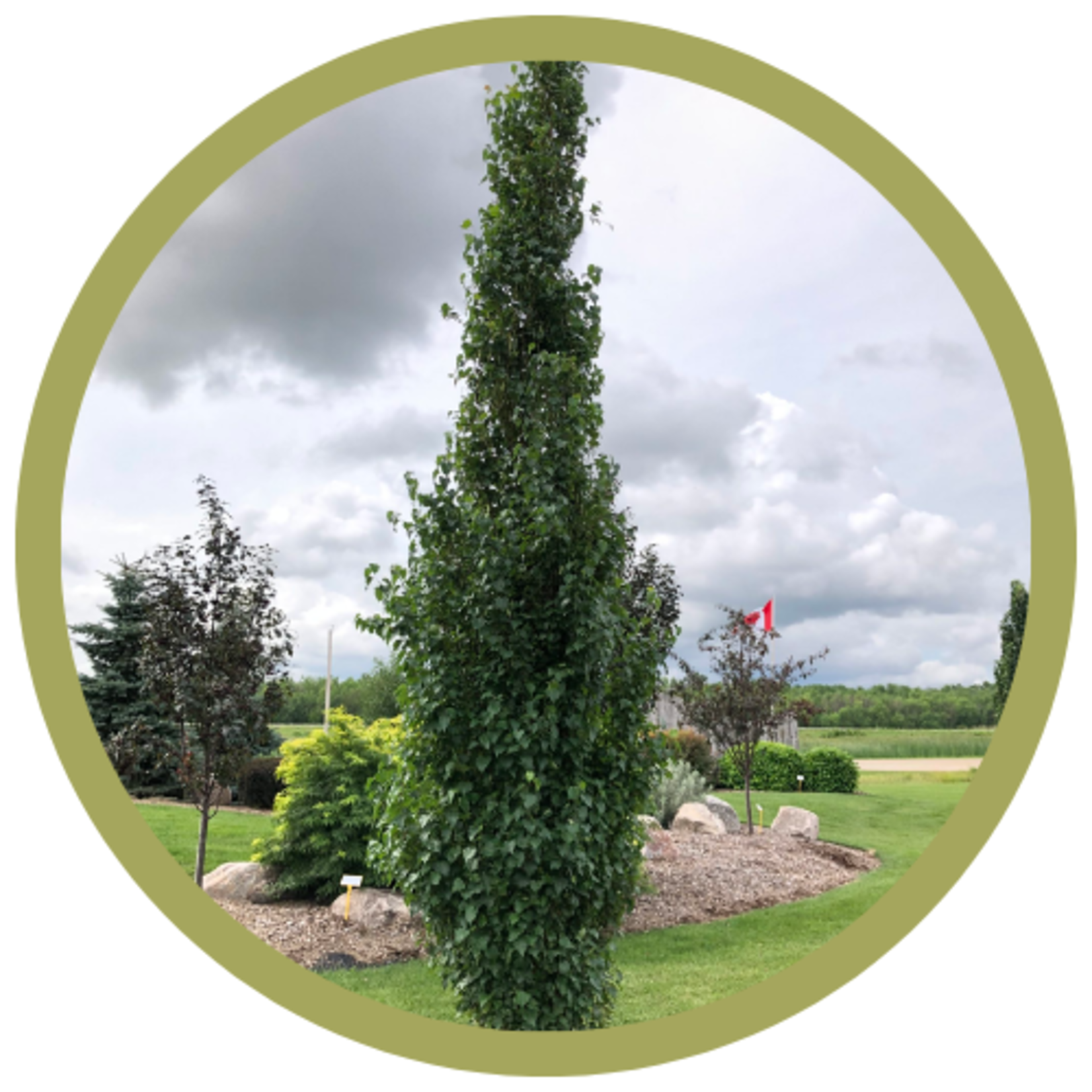 Betula platyphylla 'Jefpark' Parkland Pillar Birch