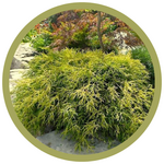 Chamaecyparis pisifera 'Sungold' False Cypress