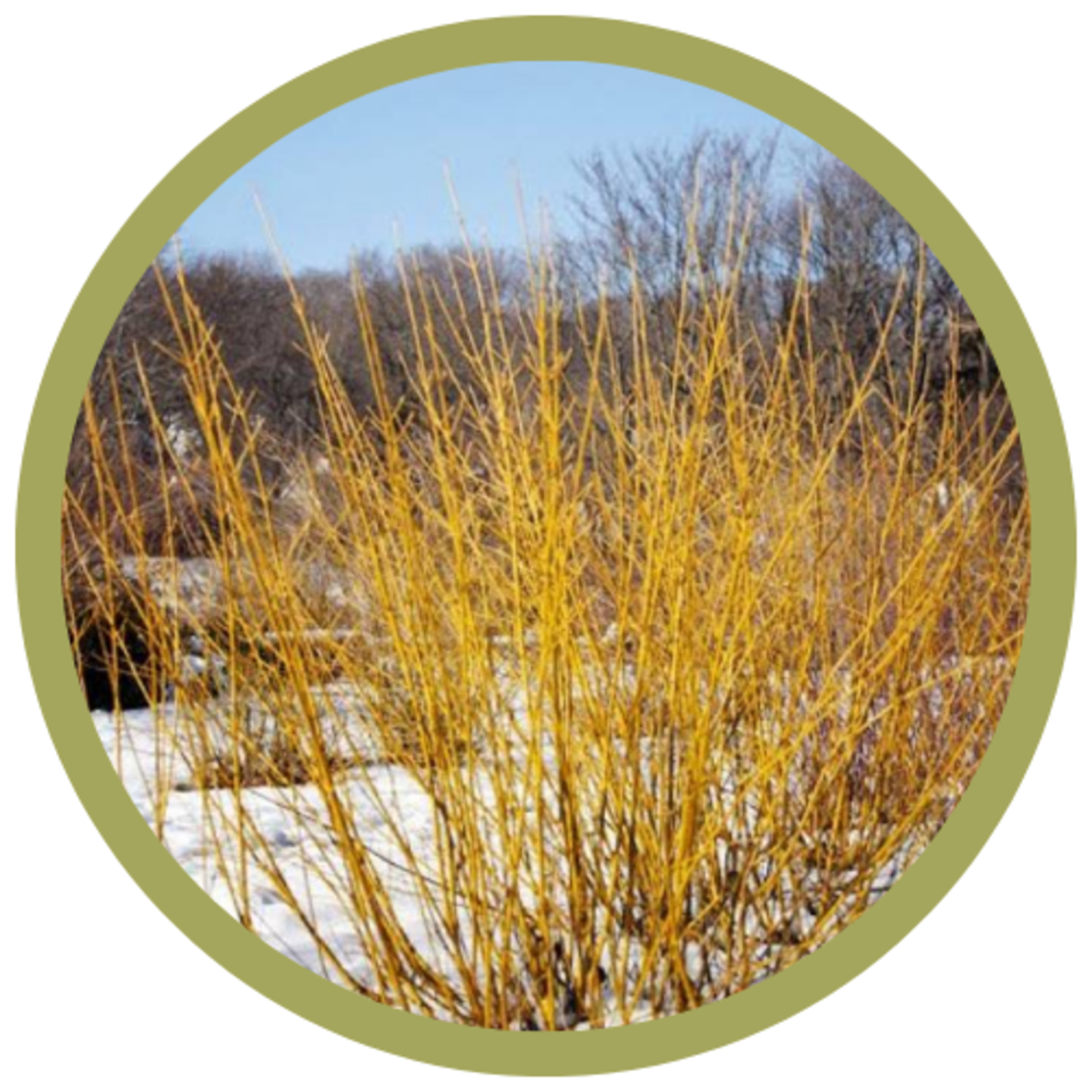 Cornus alba 'Buds Yellow' Dogwood