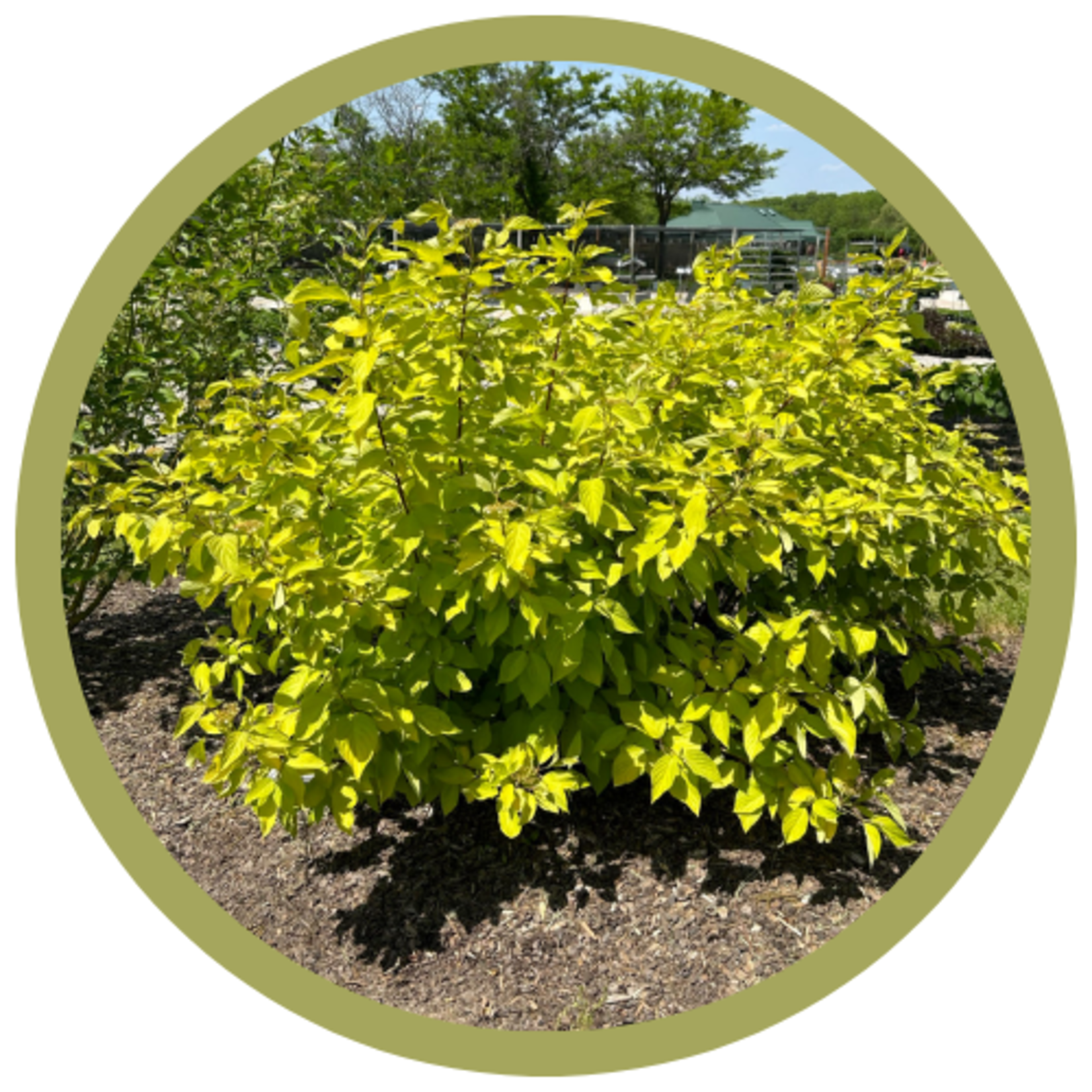 Cornus alba 'ByBoughen' Neon Burst Dogwood