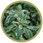 Cornus alba 'Cream Cracker' Dogwood