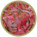 Cornus alba 'Kesselring' Dogwood