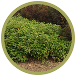 Cornus alba 'Little Rebel' Dogwood