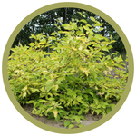 Cornus alba 'Morden Amber' Dogwood