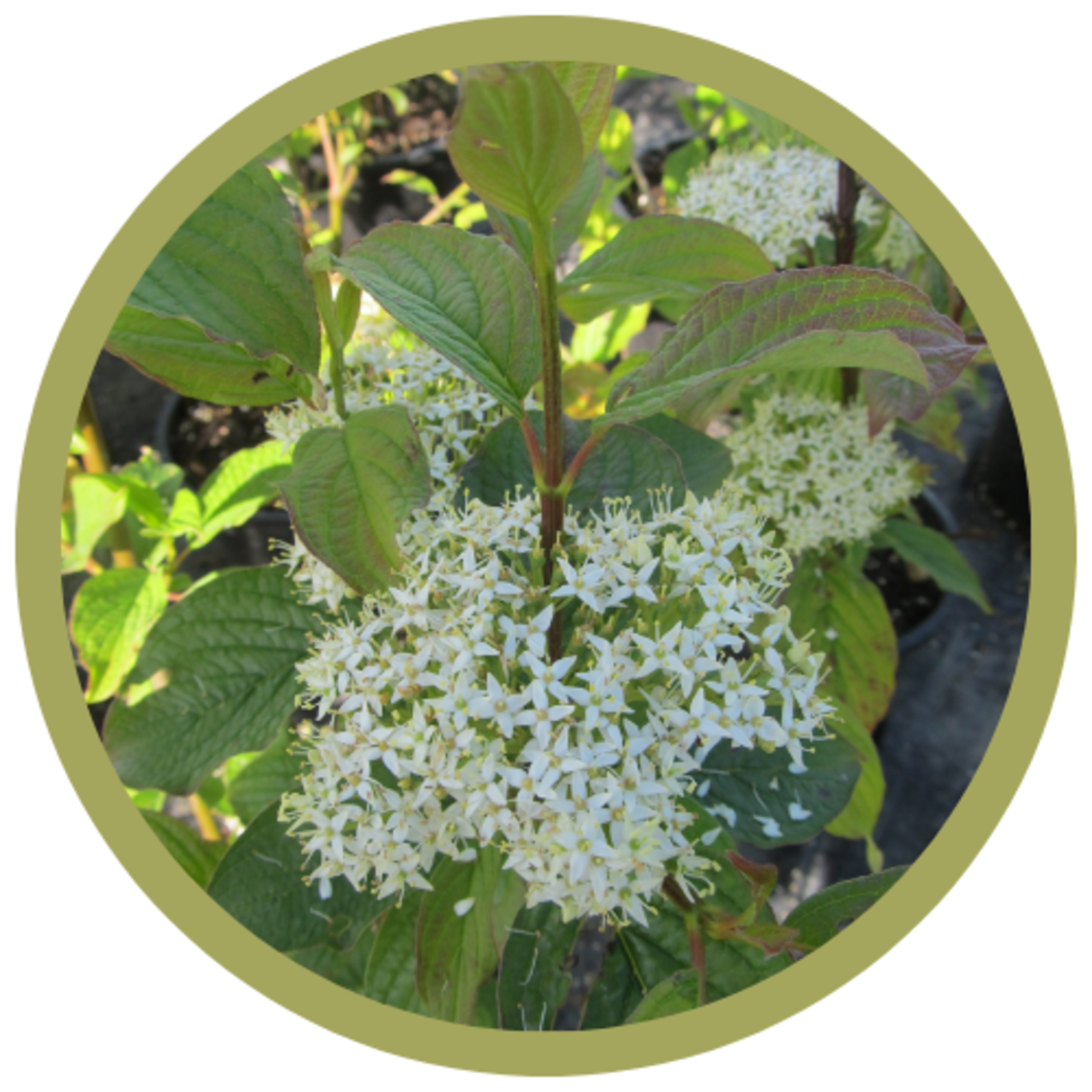 Cornus alba 'Siberian Pearls' Dogwood