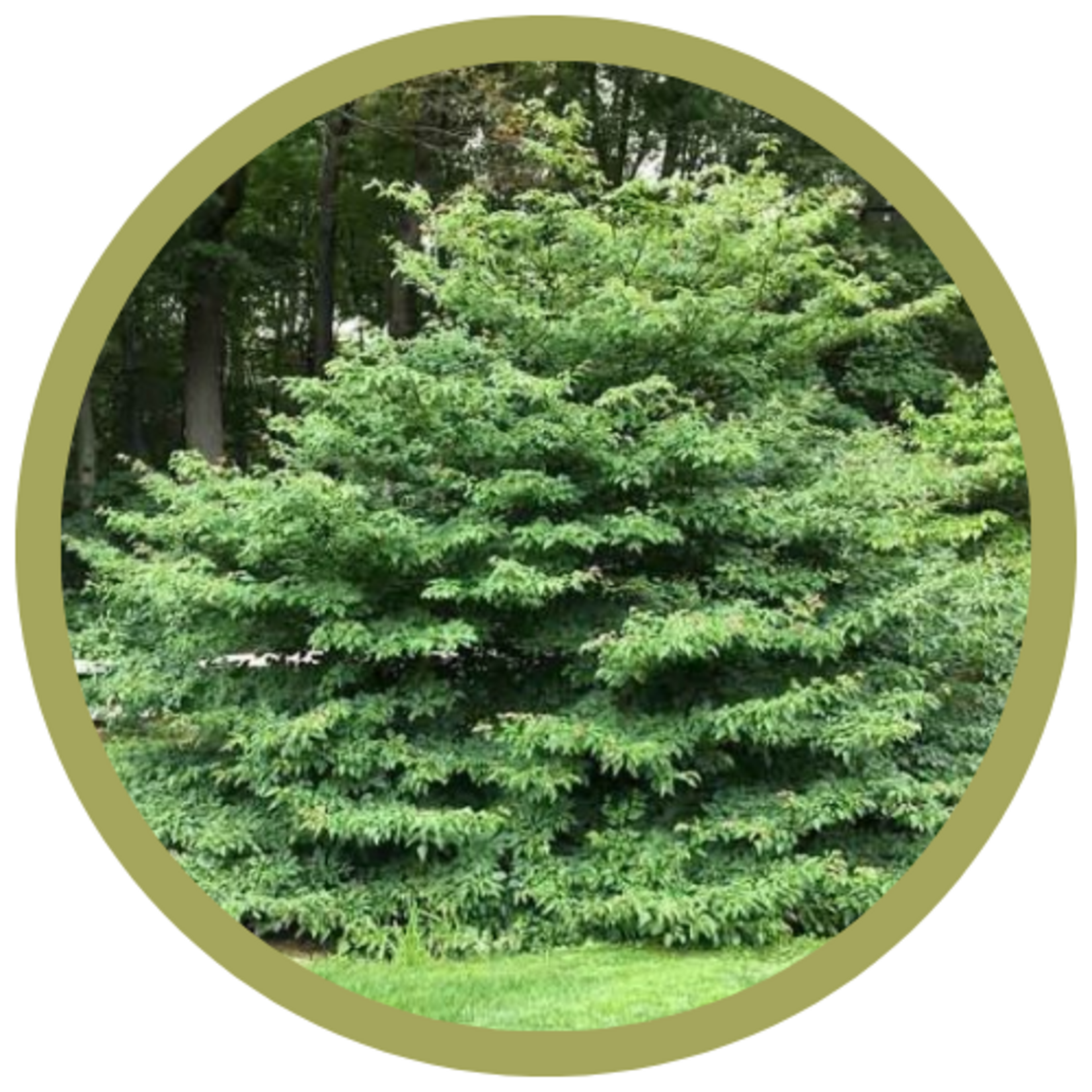 Cornus alternifolia 'Pagoda' Dogwood