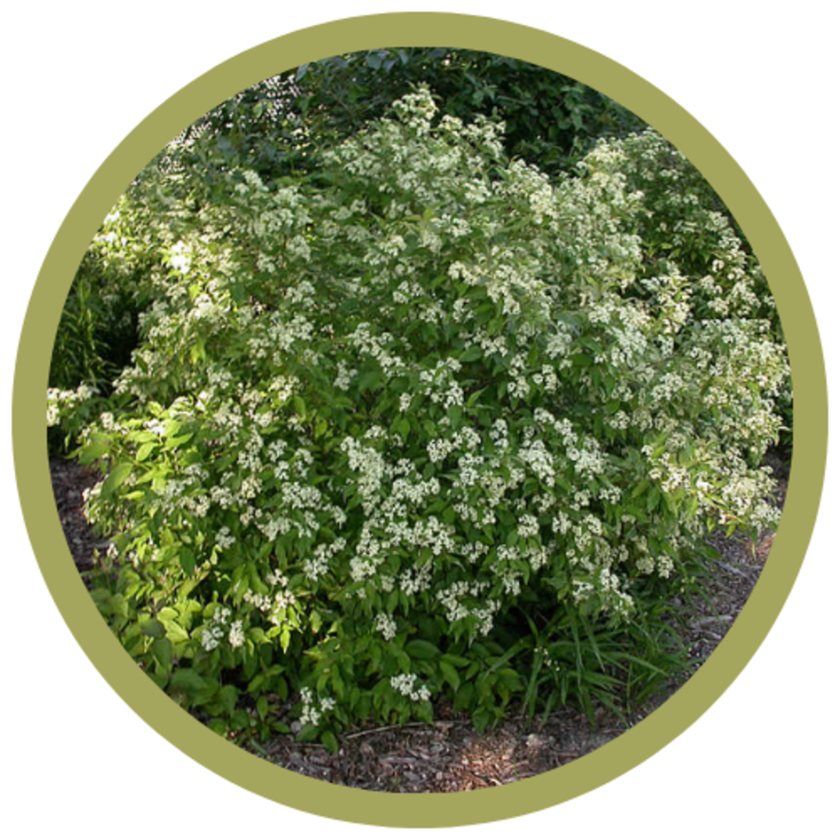 Cornus racemosa Gray Dogwood
